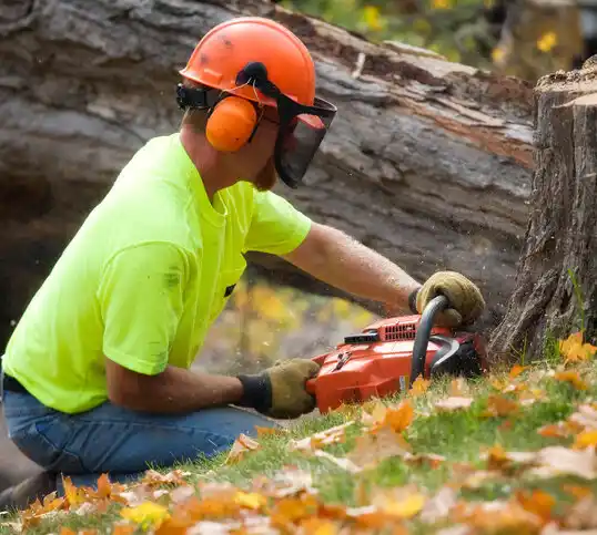 tree services North Randall